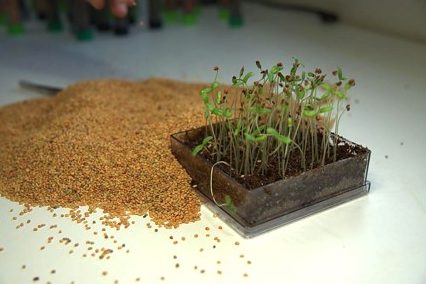 Teste de germinação, lote a lote